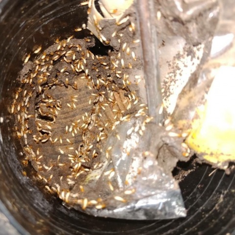 บริษัทกําจัดปลวก หาดใหญ่ - มินิ บั๊ค